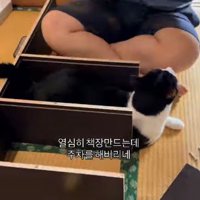 動じない猫