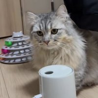 加湿器と猫