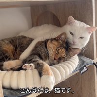 抱きつく猫