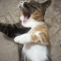 欠伸をするマンチカン
