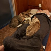 ベッドにいる猫たち