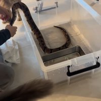 ケースから出るヘビ