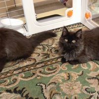 室内にいる猫たち