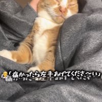 %ママに耳掃除されるマンチカン%痛かったら左手挙げてくださーい