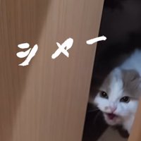 ドアの隙間から猫が鳴く（シャー）