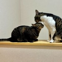 室内にいる猫たち