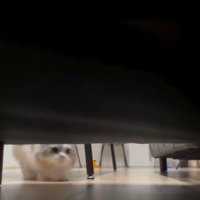 ソファに対して斜めの角度からソファ下に入る猫