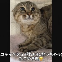 怒ってイカ耳のたこやきくん