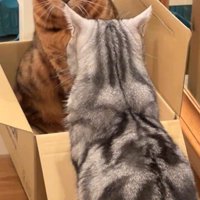 段ボールの中にいる猫と外に座っている猫