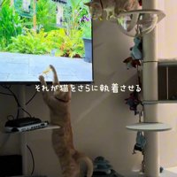 テレビに触る猫と上から見る猫