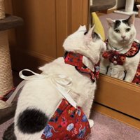 服を着て鏡越しにカメラを見つめる猫