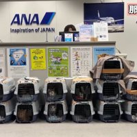 たくさんのキャリー