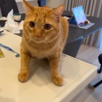 飼い主の動きに合わせて少し移動する猫