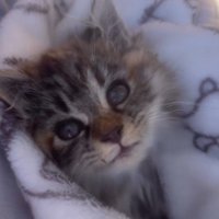 毛布にくるまれた子猫