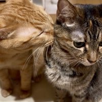 麦わら猫に顔を埋める茶トラ猫