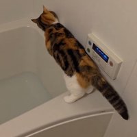 浴槽の縁を歩き始める猫