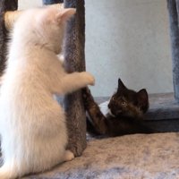 はしご越しに