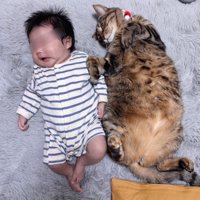 赤ちゃんと並ぶ猫