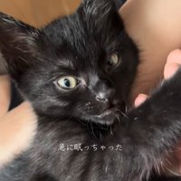 膝の上に乗っている目を開けている黒猫「急に眠っちゃった」