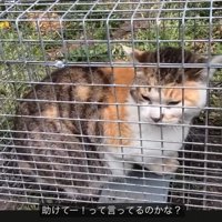 罠に引っ掛かった猫