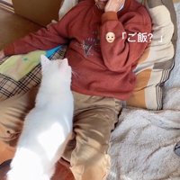 「ご飯？」と聞かれる猫