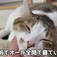 うたた寝しているコトくん