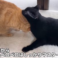 茶トラ猫を毛づくろいする黒猫