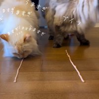 食べる白猫、飽きる黒っぽい猫
