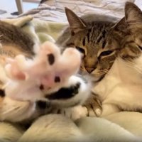 ソファーにいる猫たち