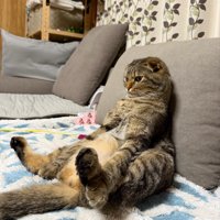 人間みたいに座る猫