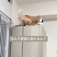冷蔵庫の上に乗った猫