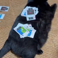 トランプを置かれ続けても動かない黒猫