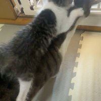 先住猫の頭をわしゃわしゃする子猫