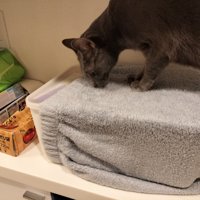 カバーのかかったカゴに乗って顔を近づける猫