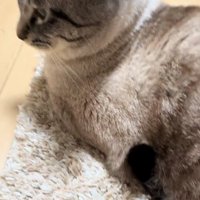 少し後ろを向く猫