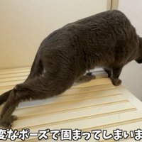 「怖くて変なポーズで...」のテロップ写真
