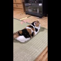 チラ見しているミケ