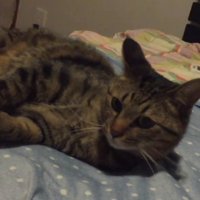 寝そべる猫（背景カラフル布団）