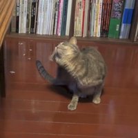 耳の後ろをかく猫