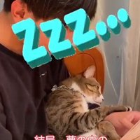 本を読む男の子の腕の中で眠る猫