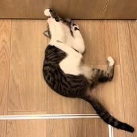 トイレのドアの前で寝転がる猫