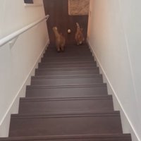 走り切る猫