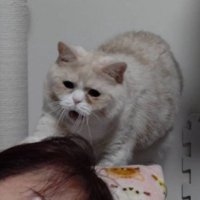 眠っている女性と猫