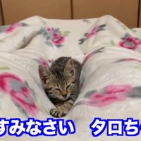 寝るタロちゃん