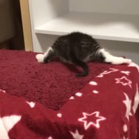 赤い星柄毛布に乗る子猫のお尻