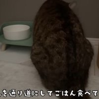 ごはんたべるみにら君