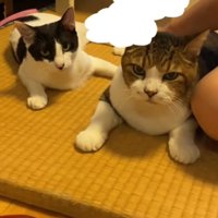 カメラ目線の2匹の猫