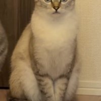 少し離れたところから飼い主を見つめるトラ模様の猫
