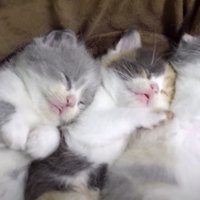 眠る子猫たち