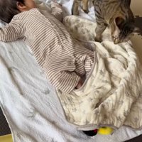 寝ている赤ちゃんのそばにきた猫